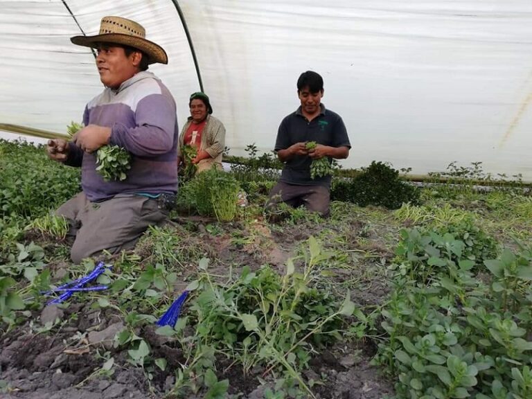Productores agrícolas de 20 estados, deciden paro de actividades