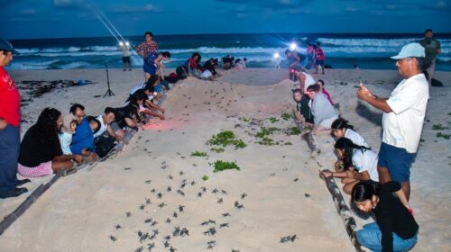 FPMC concluye su Programa de Protección a la Tortuga Marina 2025