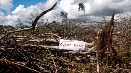 Profepa clausura dos predios por daño ambiental en Campeche