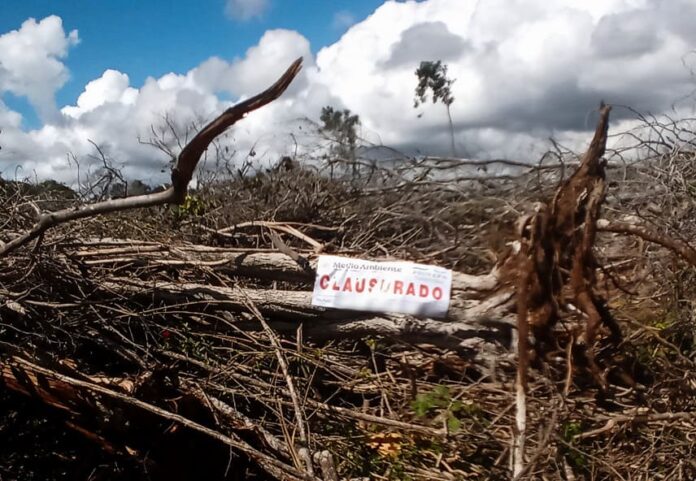 Profepa clausura dos predios por daño ambiental en Campeche