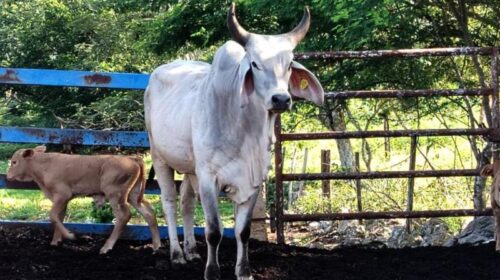 Yucatán continúa con las acciones para el control del gusano barrenador