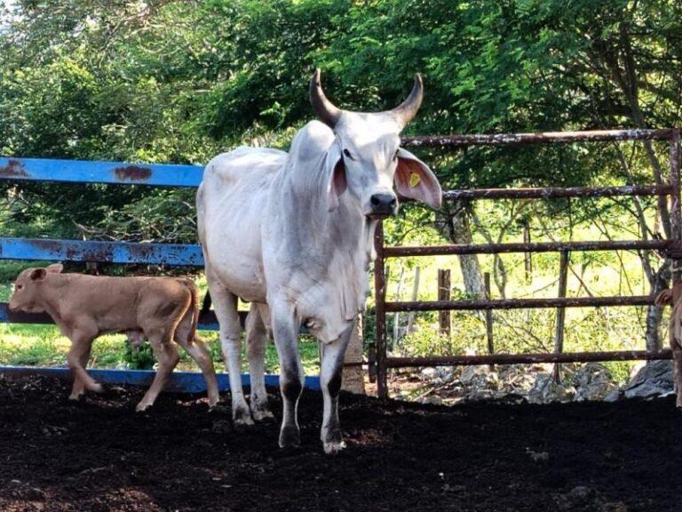 Yucatán continúa con las acciones para el control del gusano barrenador