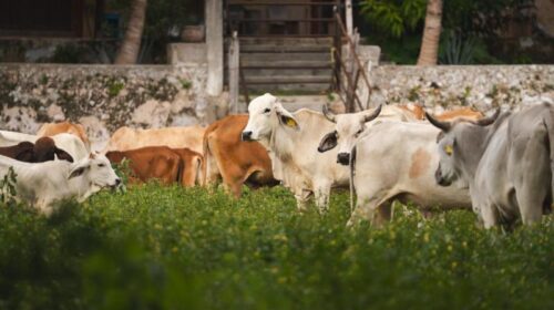 Yucatán se mantiene en guardia ante el gusano barrenador