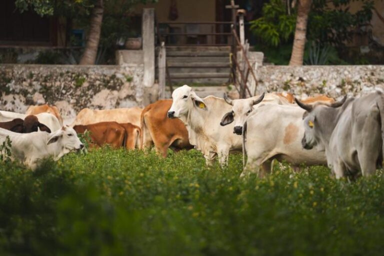Yucatán registra cero muertes por gusano barrenador del ganado