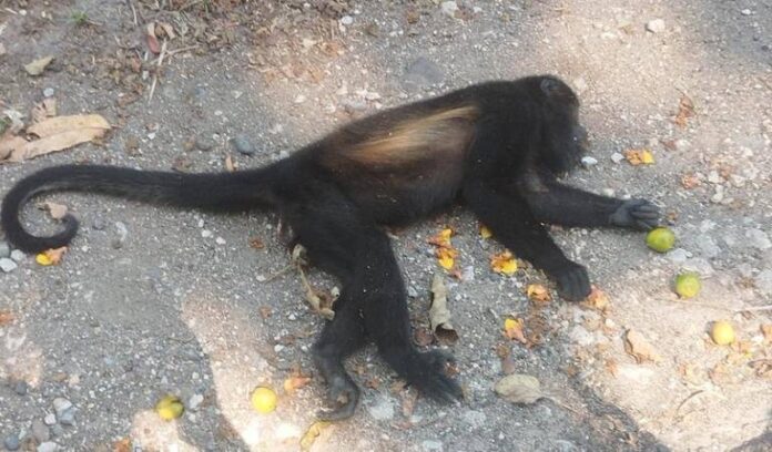 Gusano barrenador provoca muerte de mono saraguato en Chiapas