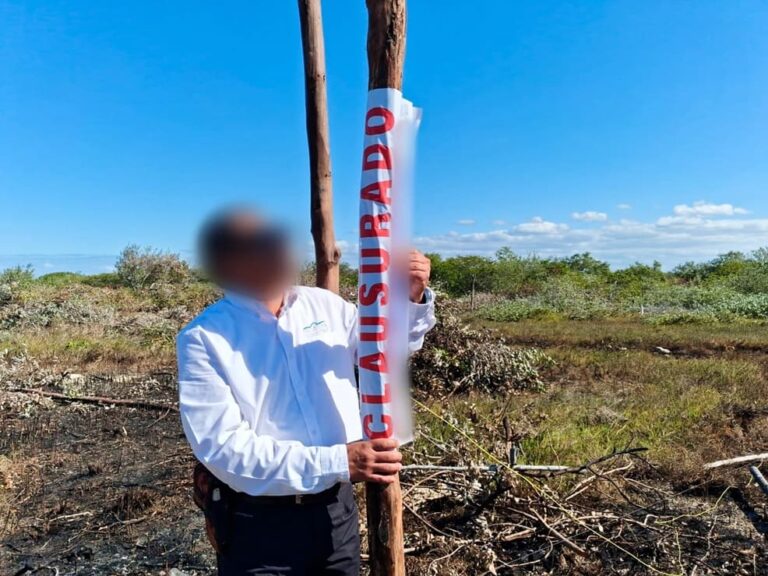 Profepa clausura desmonte y lotificación ilegal de manglar en Chelem, Yucatán