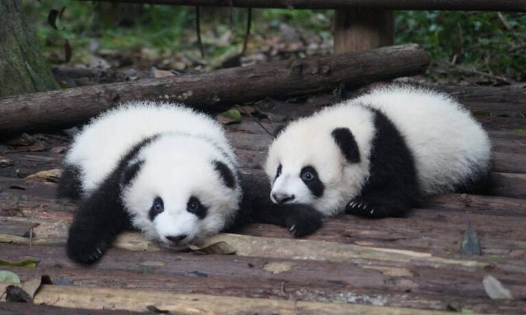 La ‘diplomacia del panda’: China retira sus ejemplares de Japón