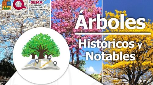 Convocan a postular árboles históricos y notables en Quintana Roo