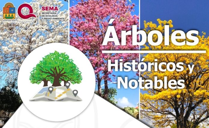 Convocan a postular árboles históricos y notables en Quintana Roo