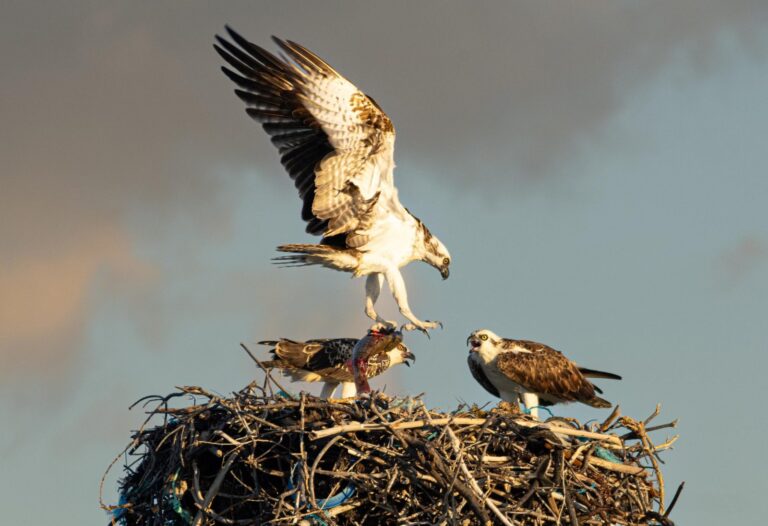 FPMC documenta la permanencia y reproducción del águila pescadora