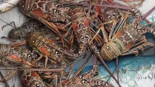 Concluye la temporada de captura de langosta en Yucatán