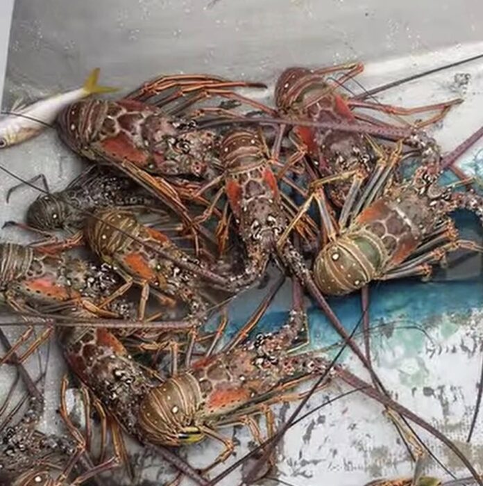 Concluye la temporada de captura de langosta en Yucatán