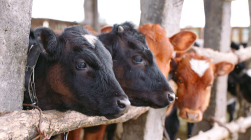 En dos meses, concluye planta de moscas estériles contra gusano barrenador