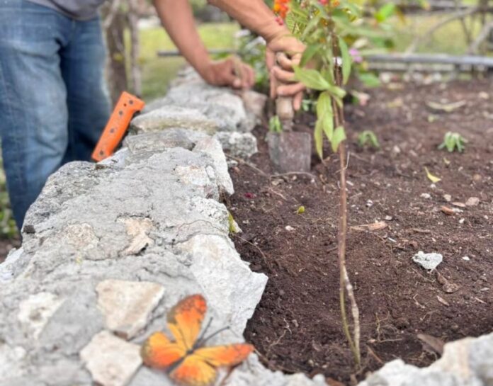 FPMC crea jardines de polinizadores para proteger a la mariposa monarca