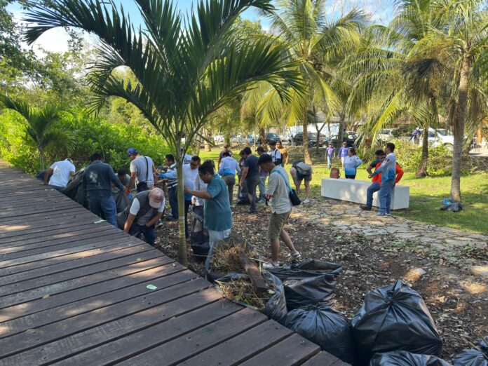 Implementan acciones de control de la lechuga de mar en el Parque Ecológico Estatal Laguna de Bacalar