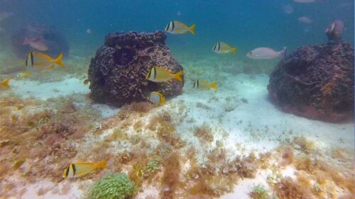 Inician formación del primer arrecife artificial en Río Lagartos, Yucatán