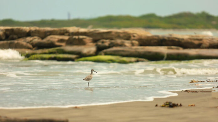 Playas y lagunas de Cárdenas, libres de presencia de hidrocarburo