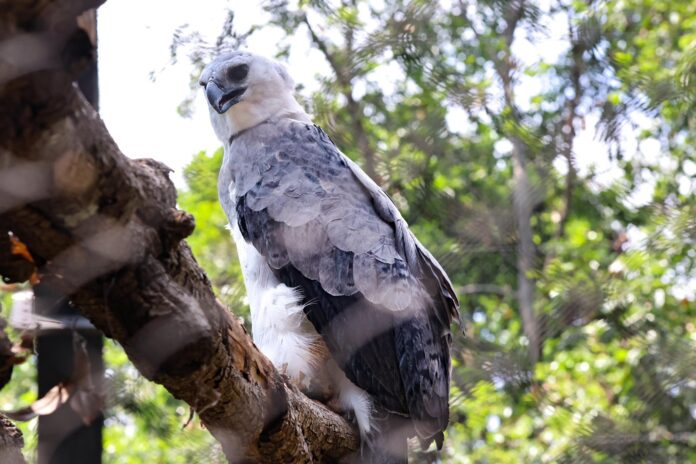 Tras 29 años ausencia, Águila Arpía ya se exhibe en zoológico de Chiapas
