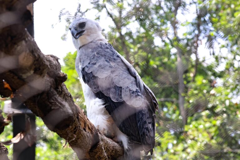 Tras 29 años ausencia, Águila Arpía ya se exhibe en zoológico de Chiapas