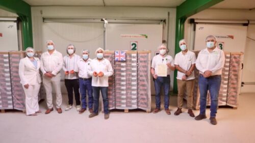 Yucatán concreta primer envío histórico de mamey al Reino Unido