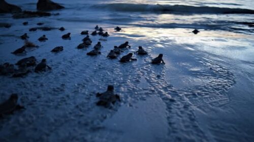Yucatán inicia temporada de anidación de tortugas marinas