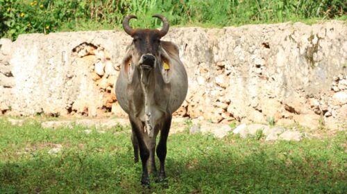 Yucatán mantiene ‘Plan Piloto de Supresión‘ para frenar la mosca del gusano barrenador