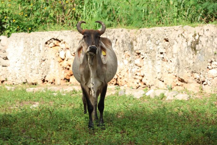 Yucatán mantiene ‘Plan Piloto de Supresión‘ para frenar la mosca del gusano barrenador