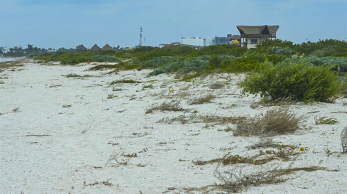 Condenan a tres hombres a reforestar dunas en Sisal tras daño ambiental