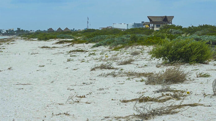 Condenan a tres hombres a reforestar dunas en Sisal tras daño ambiental