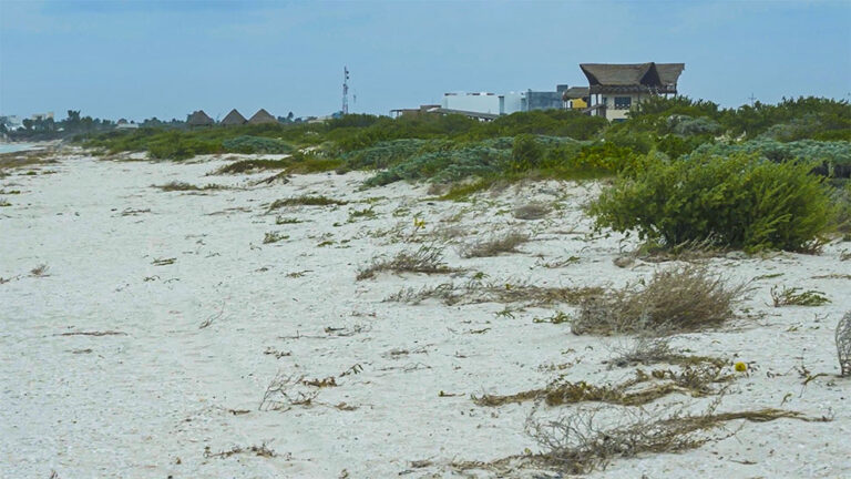 Condenan a tres hombres a reforestar dunas en Sisal tras daño ambiental