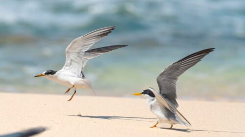 Inicia el arribo y anidación de charranes en Punta Sur