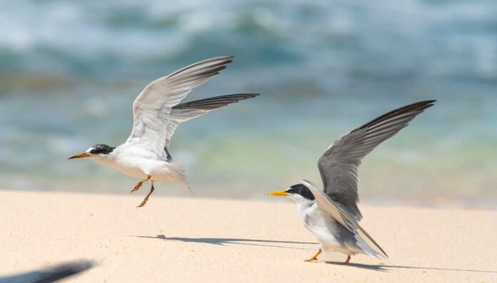 Inicia el arribo y anidación de charranes en Punta Sur