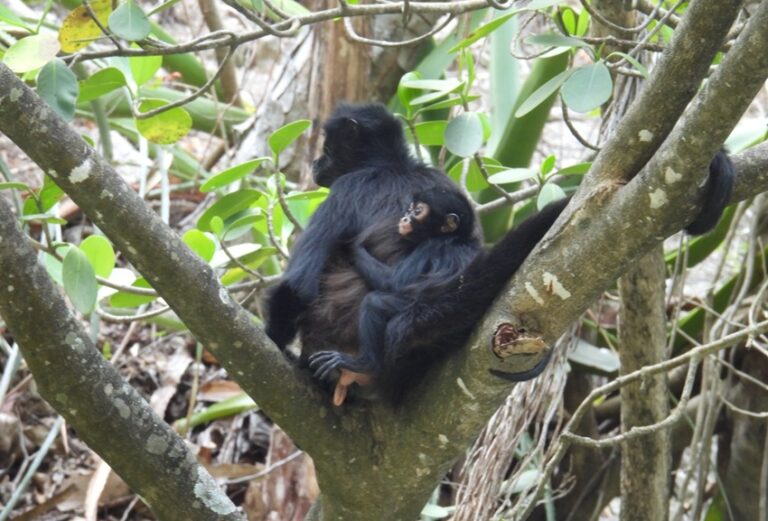 Nace tercera cría de mono araña en el Cañón del Sumidero