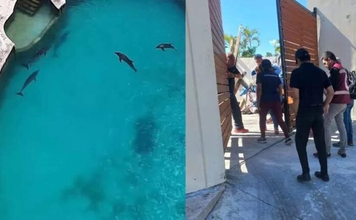 Profepa aclara que delfines asegurados en Cancún están bajo cuidado y en buen estado