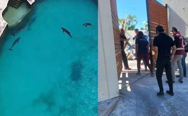 Profepa aclara que delfines asegurados en Cancún están bajo cuidado y en buen estado