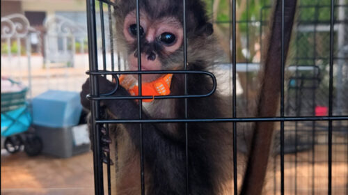 Profepa refuerza su vigilancia contra el tráfico de flora y fauna silvestre en el sureste mexicano