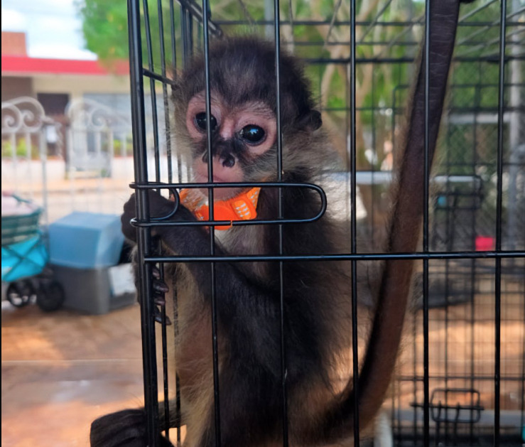 Profepa refuerza su vigilancia contra el tráfico de flora y fauna silvestre en el sureste mexicano