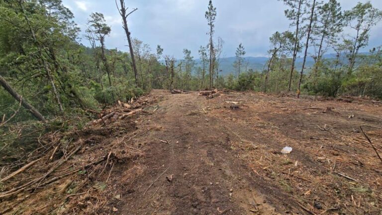Denuncia la tala de más de 200 hectáreas de bosque en Huixtán, Chiapas