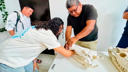 FPMC imparte capacitación sobre cocodrilos y su conservación en Cozumel