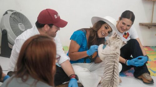 Mara Lezama supervisa el estado de seis felinos rescatados por Profepa