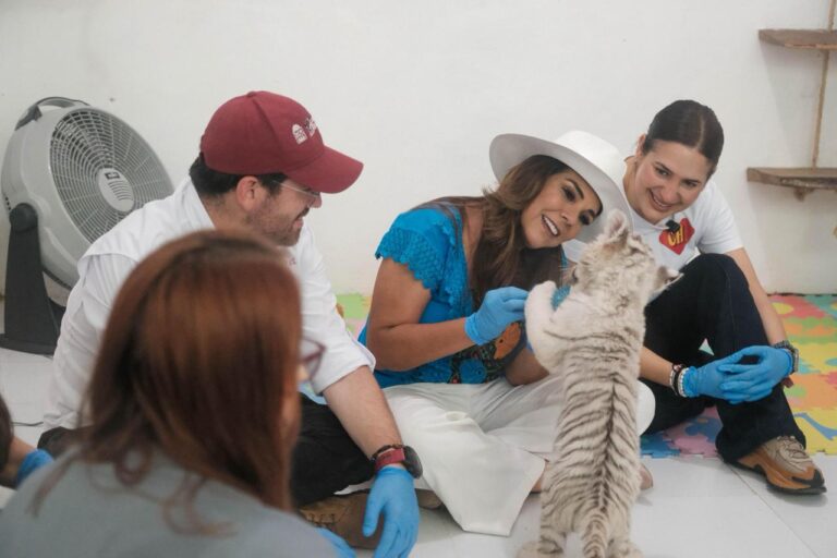 Mara Lezama supervisa el estado de seis felinos rescatados por Profepa