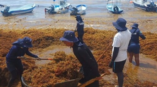 Marina retira 39 mil toneladas de sargazo en Quintana Roo