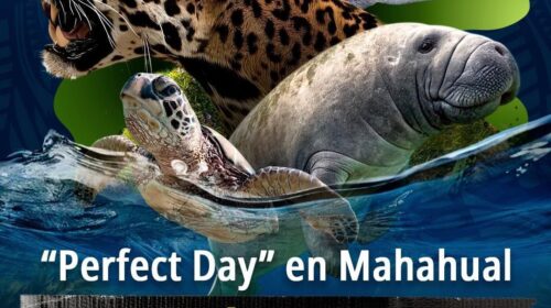 Semarnat dice no a proyecto 'Perfect Day' en Mahahual
