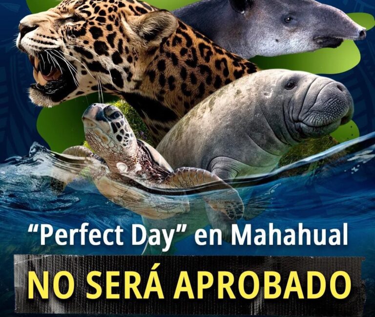 ‘No se aprobará’: Semarnat dice no a proyecto ‘Perfect Day’ en Mahahual