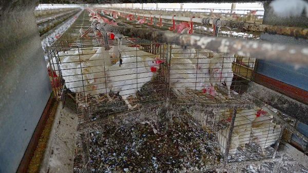 Más de 140 millones de aves han sido eliminadas por influenza aviar en granjas del mundo: OMSA