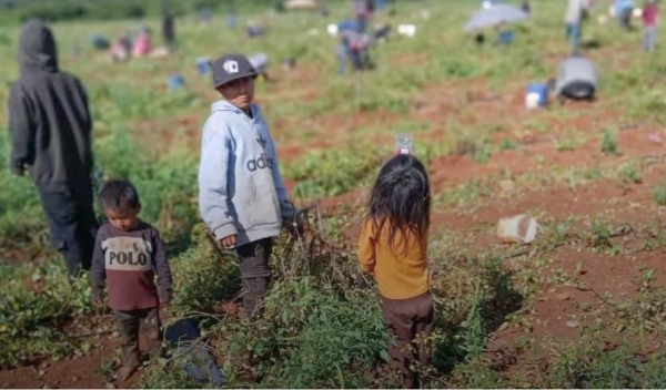 Niñas y niños jornaleros, los olvidados