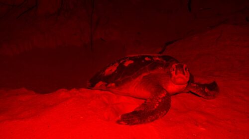 ¿Quieres ser voluntario para la protección de la tortuga marina? La FPMC te busca