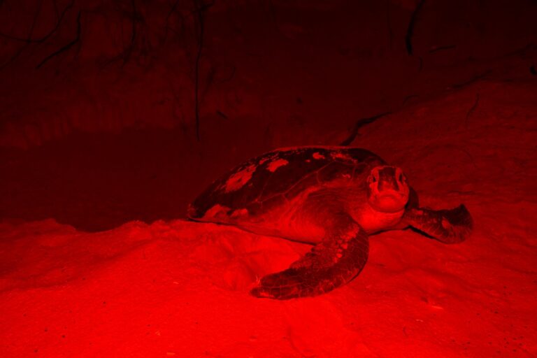 ¿Quieres ser voluntario para la protección de la tortuga marina? La FPMC te busca