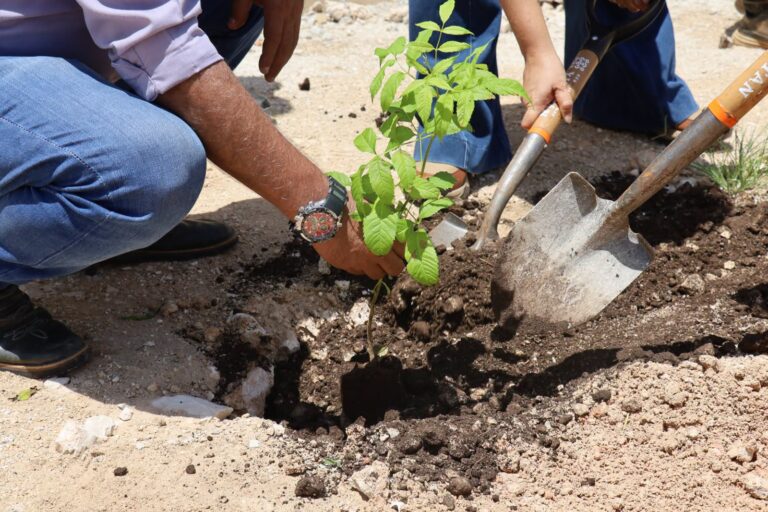 “Renacimiento Verde”: Reparten 2 mil árboles nativos en Tepakán