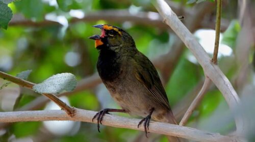 FPMC impulsa la conciencia ambiental en Cozumel con jornada de observación de aves